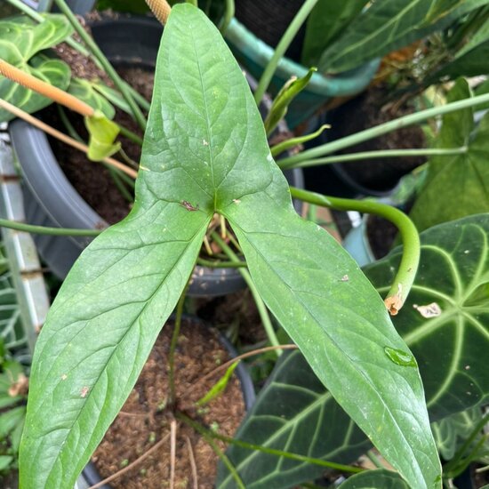 Sumpftaro (Cyrtosperma hayii)