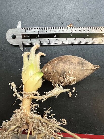 Palmenfarn (Cycas edentata)