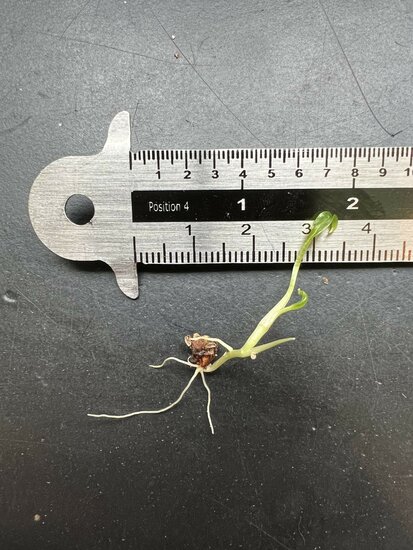 Sumpftaro (Cyrtosperma hayii)