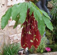 Cruz Caspi (Browneopsis ucayalina)