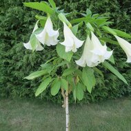 Engelstrompete (Brugmansia arborea)