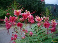 Rosa Pfauenblume (Caesalpinia pulcherrima 'Rosea')