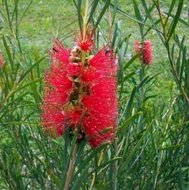 Roter Zuckergussbaum (Callistemon phoeniceus)