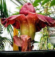 Elefantenknolle (Amorphophallus paeoniifolius)