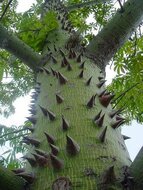 Kapokbaum (Ceiba pentandra)