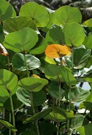 Seetraube (Coccoloba uvifera)