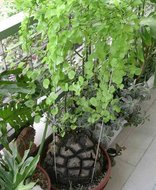 Schildkr&ouml;tenpflanze (Dioscorea elephantipes)