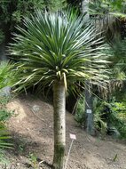 Drachenblutbaum (Dracaena draco)