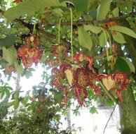 Muskatnuss (Monodora myristica)