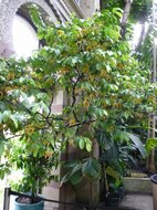 Muskatnuss (Monodora myristica)