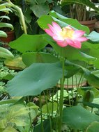 Indischer Lotus (Nelumbo nucifera)