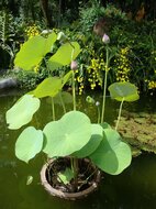 Indischer Lotus (Nelumbo nucifera)