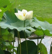 Wei&szlig;e Indische Lotusblume (Nelumbo nucifera &#039;alba&#039;)