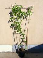 Afrikanisches Traumkraut (Entada rheedii)