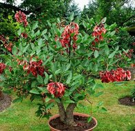 Korallenstrauch (Erythrina crista-galli)