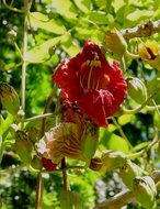 Wurstbaum (Kigelia africana)