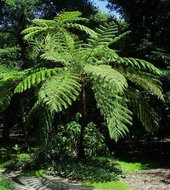 Australischer Baumfarn (Cyathea cooperi)