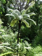 Schwarzer Baumfarn (Cyathea medullaris)