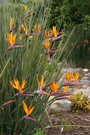 Speerf&ouml;rmige Paradiesvogelblume (Strelitzia juncea)