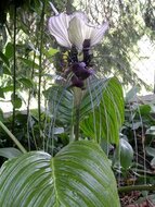 Wei&szlig;e Fledermausblume (Tacca integrifolia)