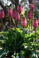 Waldlilie (Veltheimia bracteata)