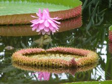 Victoria-Seerose (Victoria amazonica)