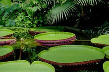 Victoria-Seerose (Victoria amazonica)