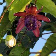 Injo Passionsblume (Passiflora ambigua)