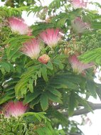 Persischer Schlafbaum (Albizia julibrissin &#039;E.H. Wilson&#039;)