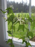 Passionsblume (Passiflora capsularis)