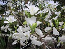 Wei&szlig;er Orchideenbaum (Bauhinia variegata &#039;candida&#039;)