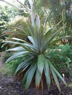 Bergpalme (Cordyline indivisa)