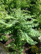 Gurkenstrauch (Decaisnea fargesii)