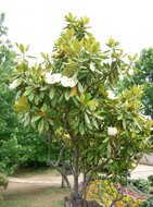 S&uuml;dliche Magnolie (Magnolia grandiflora)
