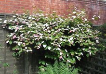 Sibirische Kiwi (Actinidia kolomikta)