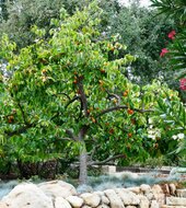 Kaki (Diospyros kaki)