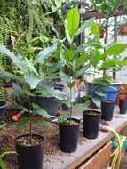 Cashew (Anacardium occidentale)