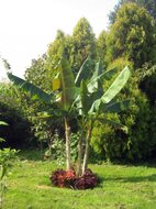 Rotgestreifte Darjeeling-Banane (Musa sikkimensis &#039;Red Flash&#039;)