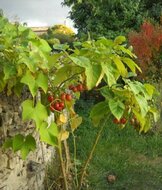 Baumtomate (Cyphomandra betacea)