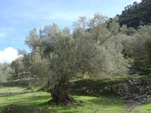 Europ&auml;ische Olive (Olea europaea)