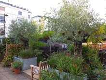 Europ&auml;ische Olive (Olea europaea)