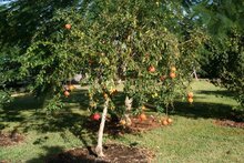 Granatapfel (Punica granatum)