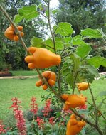Teppelfrucht (Solanum mammosum)