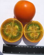 Naranjilla (Solanum quitoense)