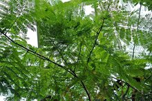 Ohrenfruchtbaum (Enterolobium cyclocarpum)