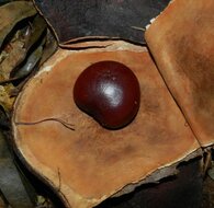 Meeresherz (Entada gigas)