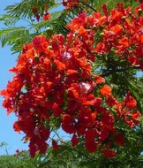 Flammenbaum (Delonix regia)
