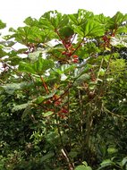 Wercklea (Wercklea ferox)