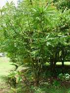 S&auml;ureblimbing (Averrhoa bilimbi)