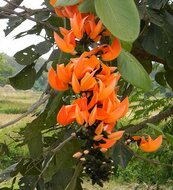 Flamme des Waldes (Butea monosperma)